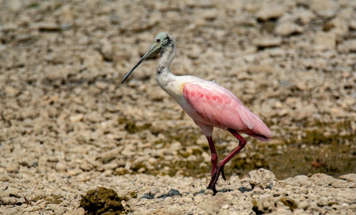 Roseate Spoonbill - Leonardo Guzmán (Kingfisher Birdwatching Nuevo León)