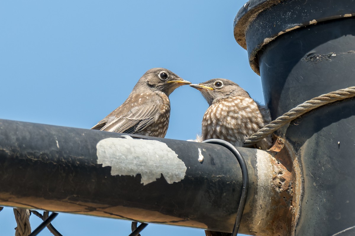 Western Bluebird - Ruslan Balagansky