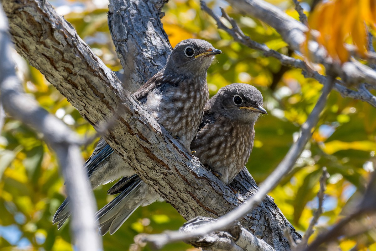 Western Bluebird - Ruslan Balagansky