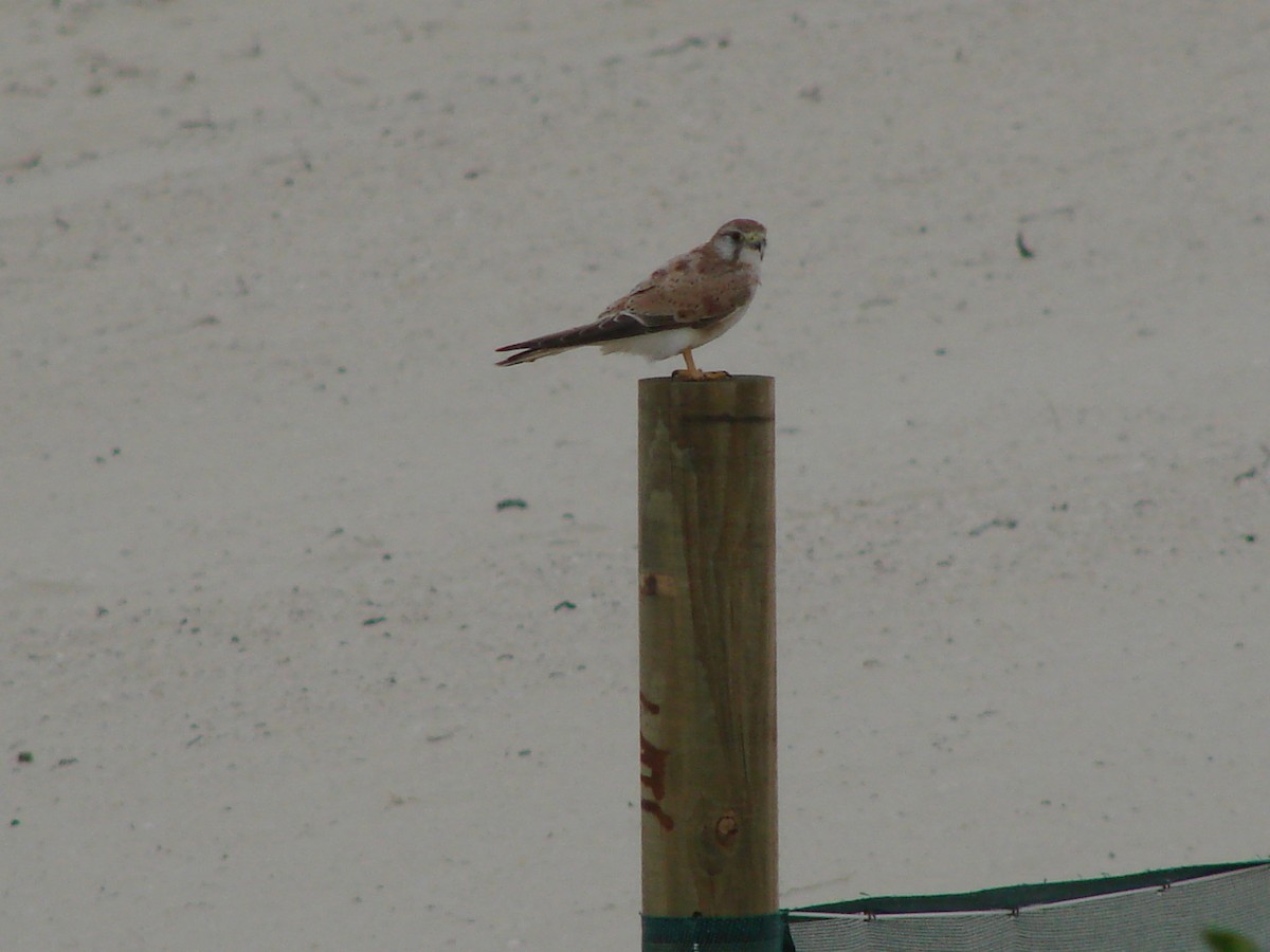 Nankeen Kestrel - Andrew Bishop