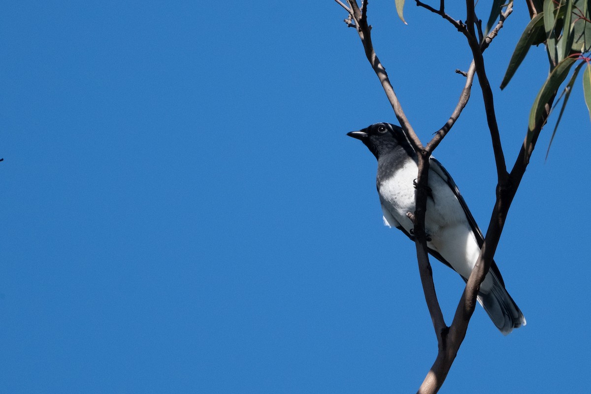 White-bellied Cuckooshrike - Veeraj Sharma