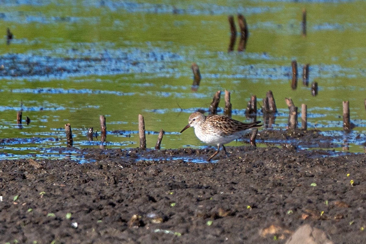 White-rumped Sandpiper - Dori Eldridge