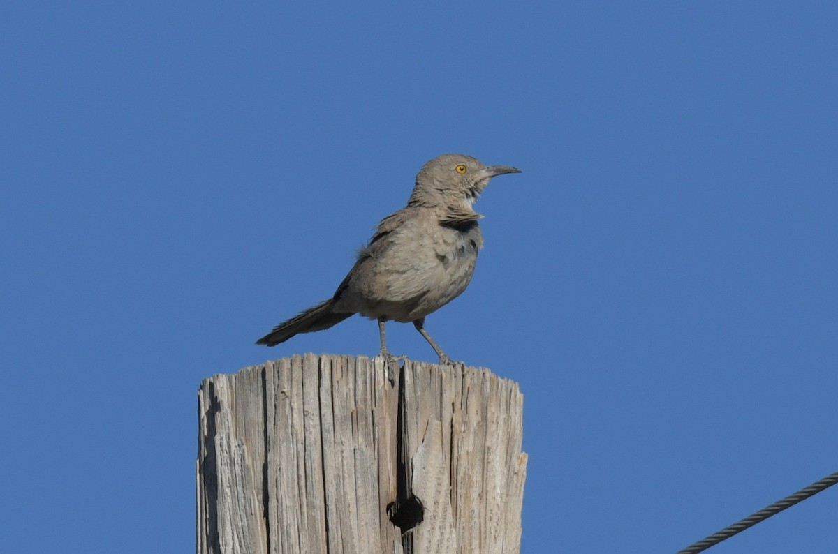 Bendire's Thrasher - ML619605611