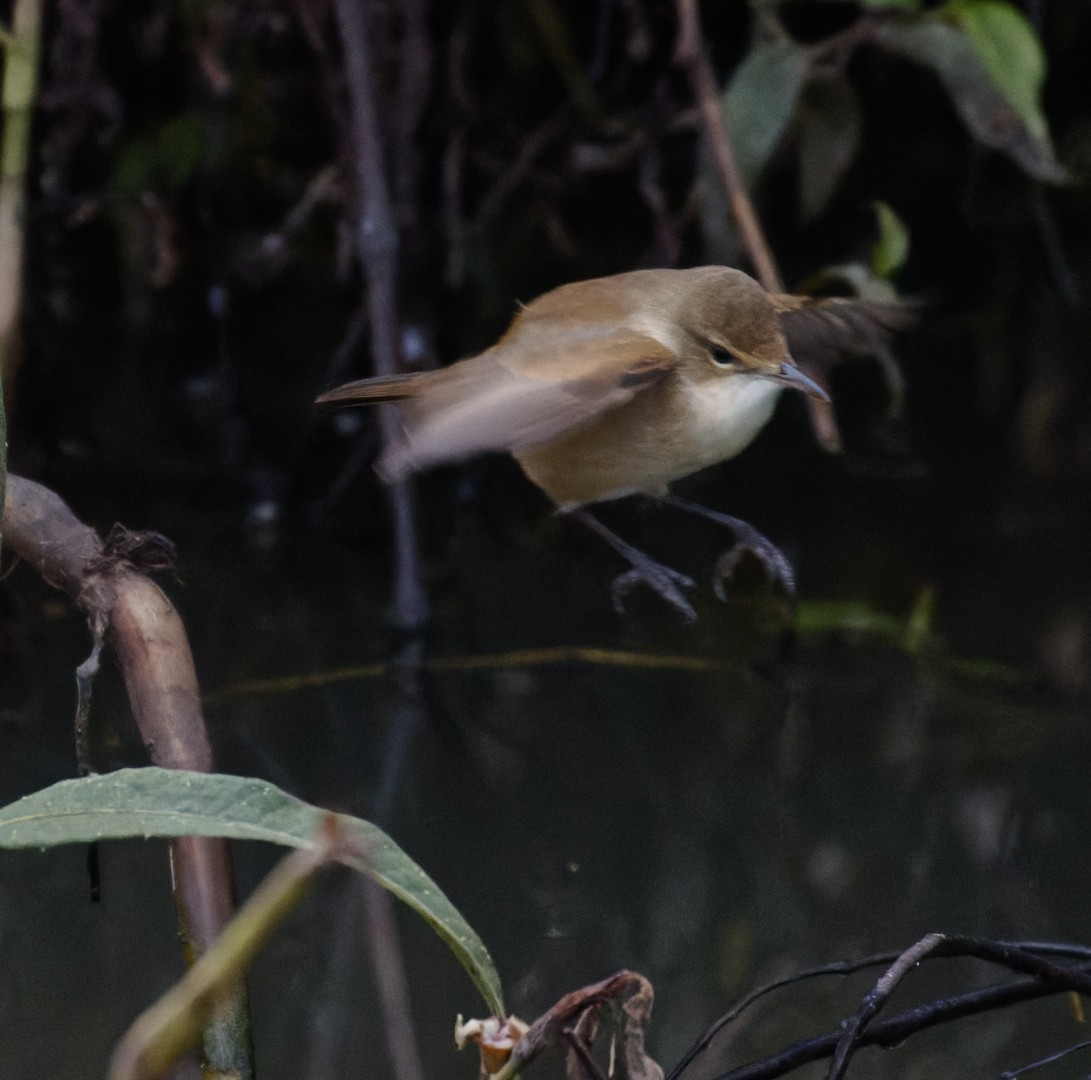 Australian Reed Warbler - Peter Bennet