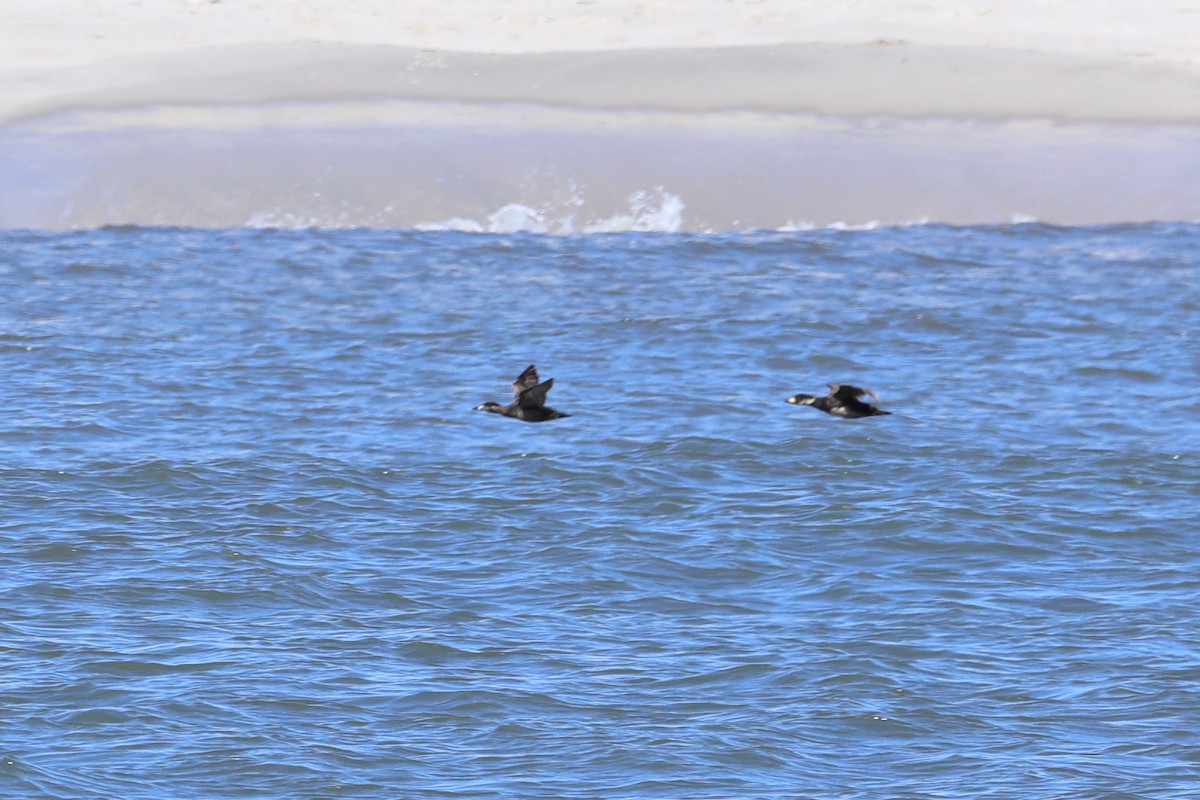 Black Scoter - Darcy Pinotti