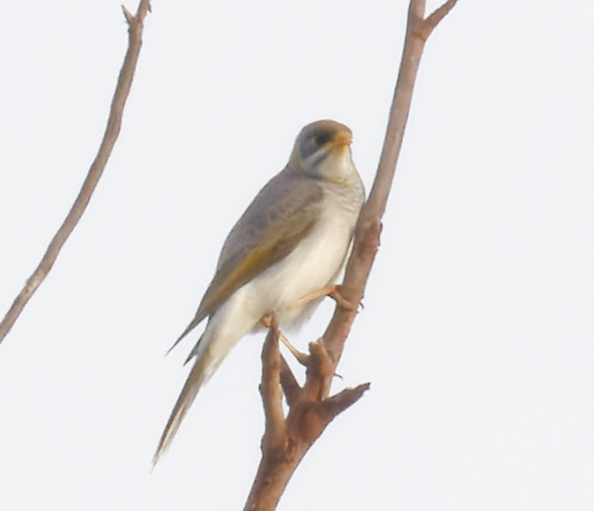 Yellow-throated Miner - Peter Bennet