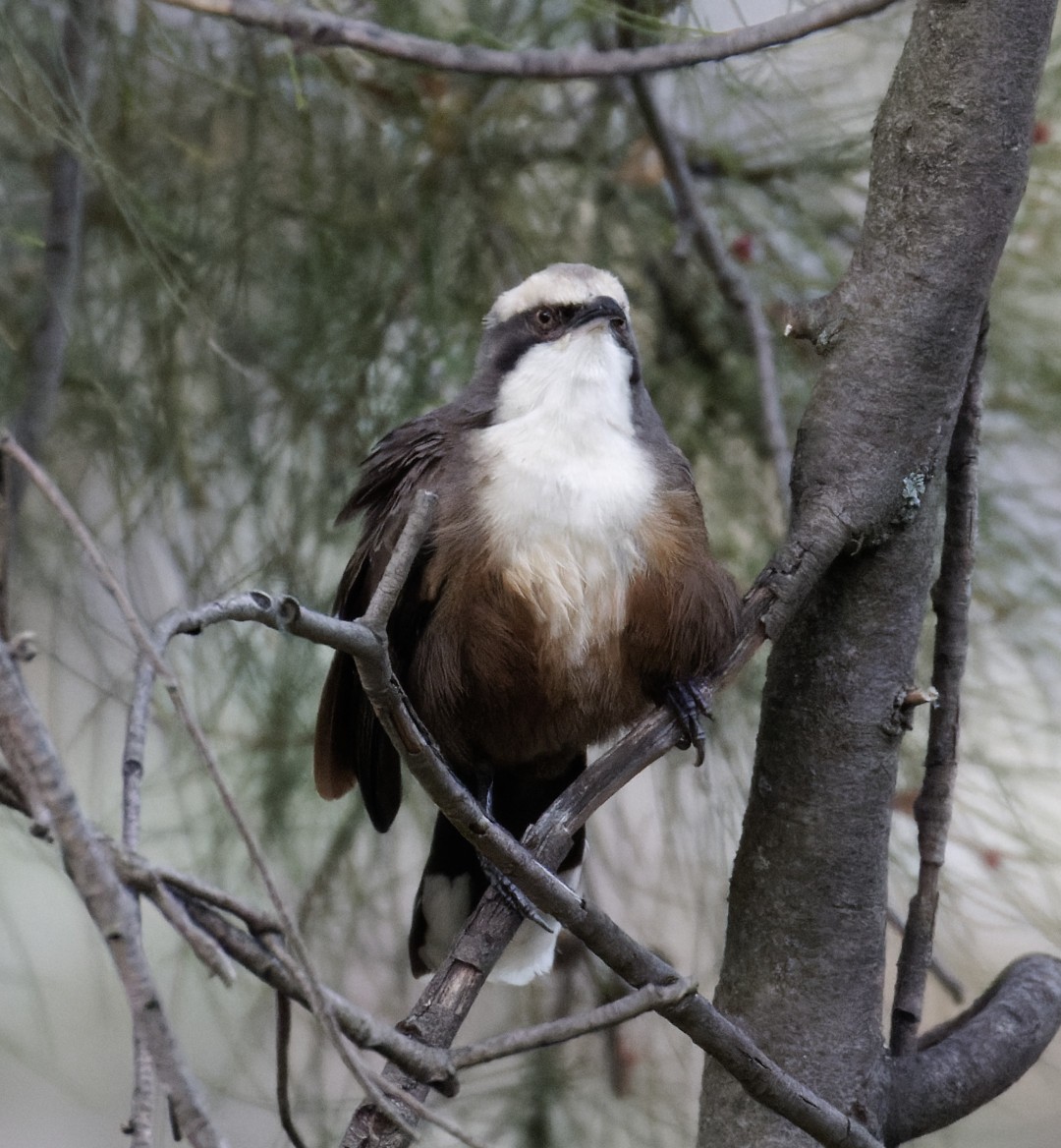 Gray-crowned Babbler - Peter Bennet