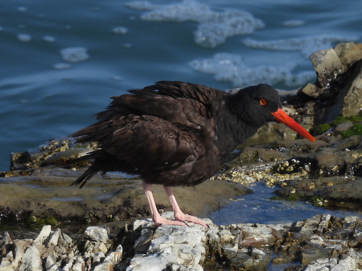 Black Oystercatcher - ML619605635