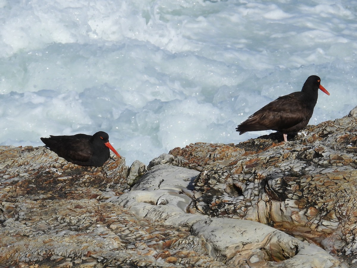 Black Oystercatcher - ML619605637