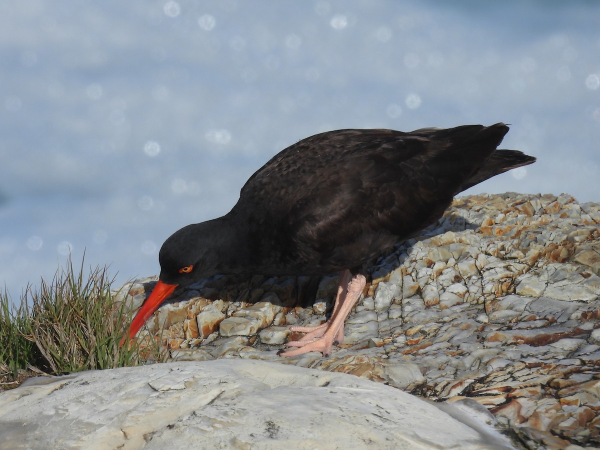 Black Oystercatcher - ML619605639