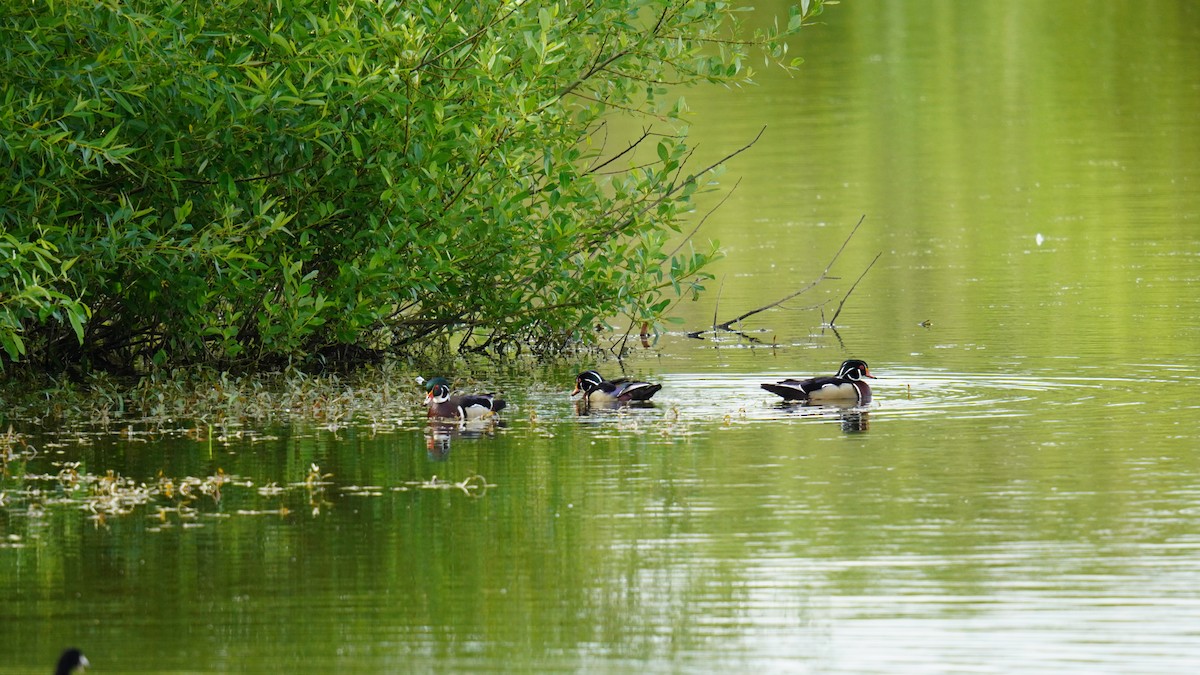 Wood Duck - ML619605645