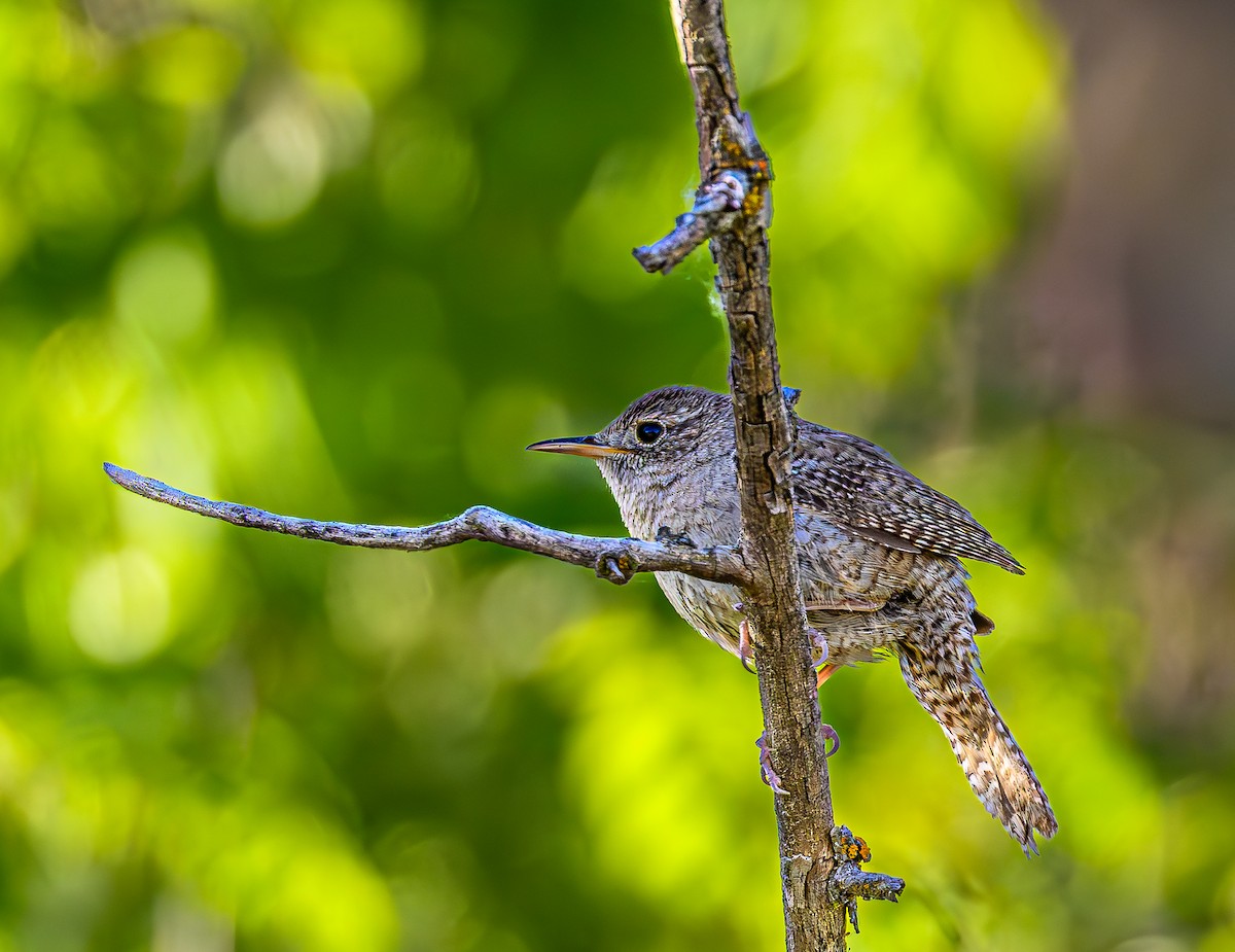 House Wren - Ken Miracle