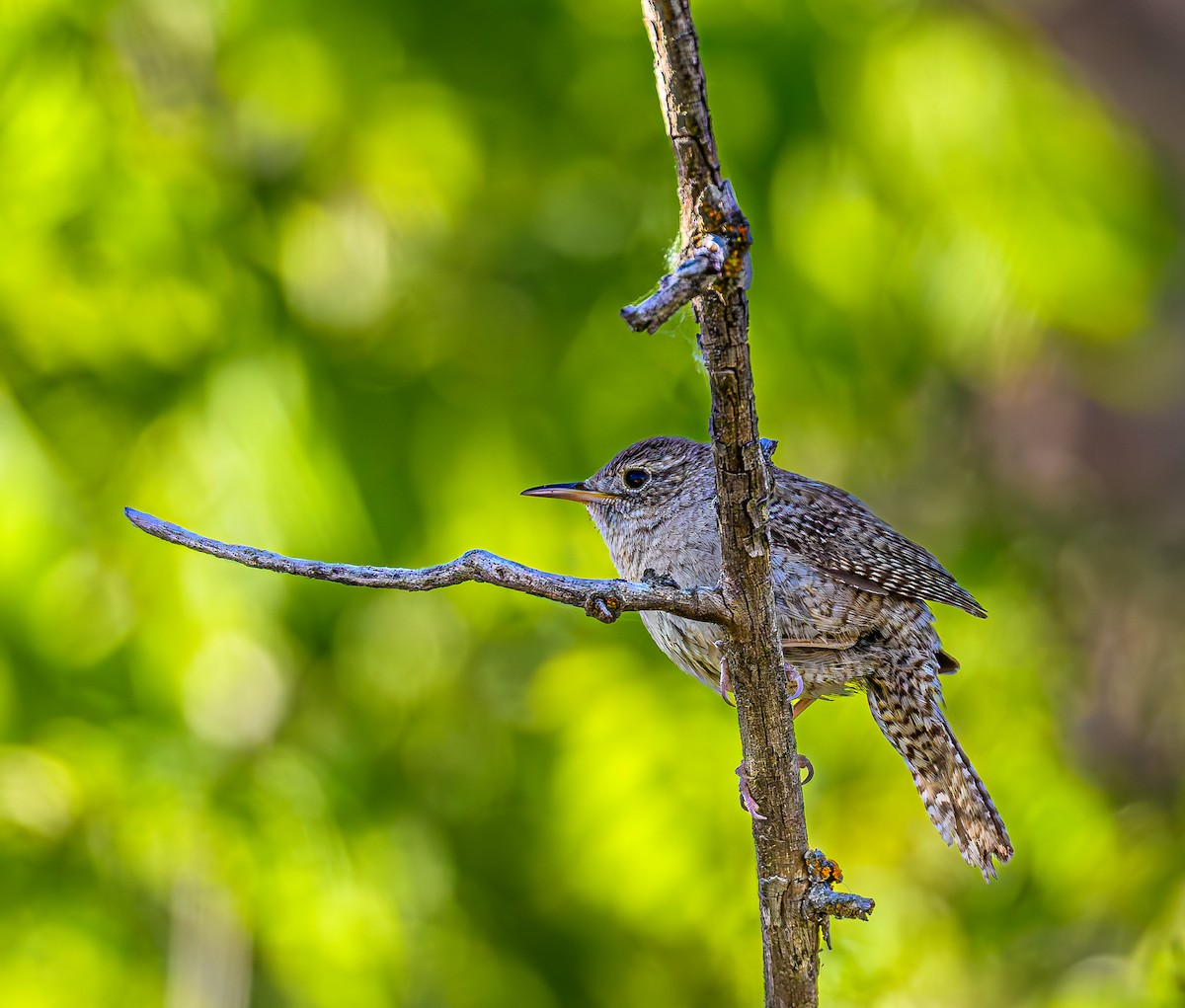 House Wren - Ken Miracle