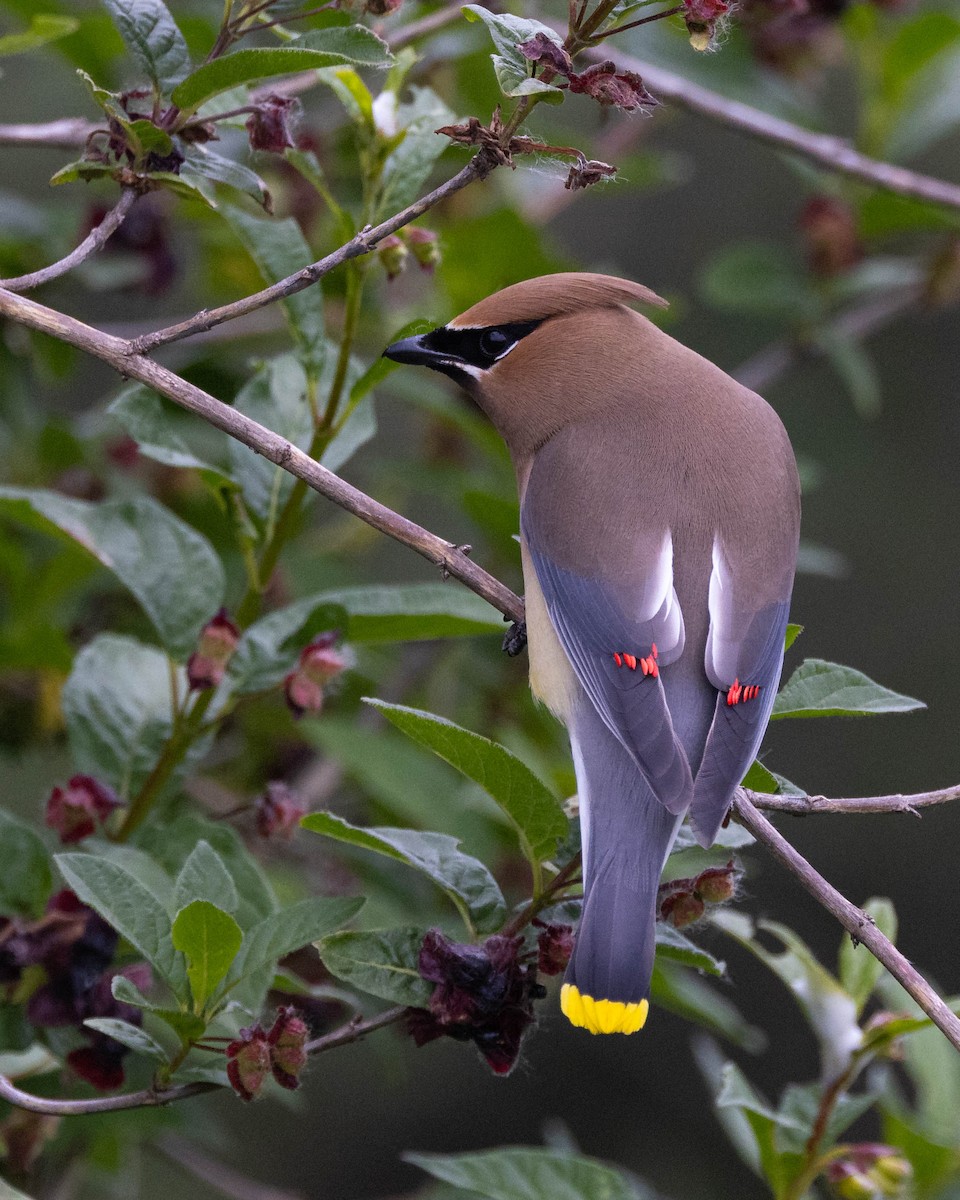 Cedar Waxwing - Andy DeBroux