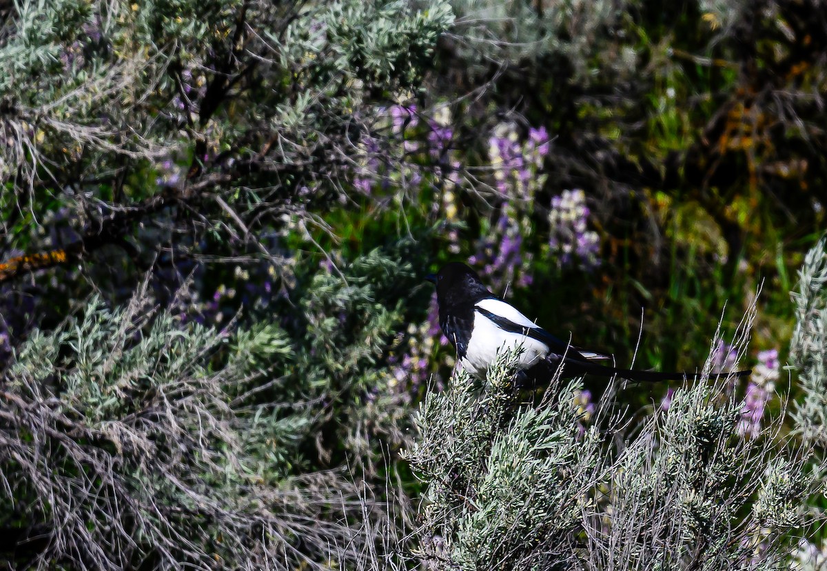 Black-billed Magpie - Ken Miracle