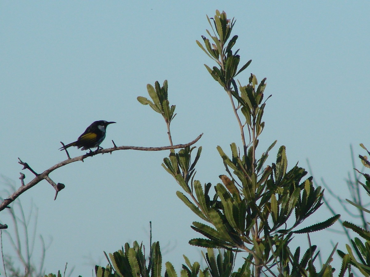 White-cheeked Honeyeater - Andrew Bishop