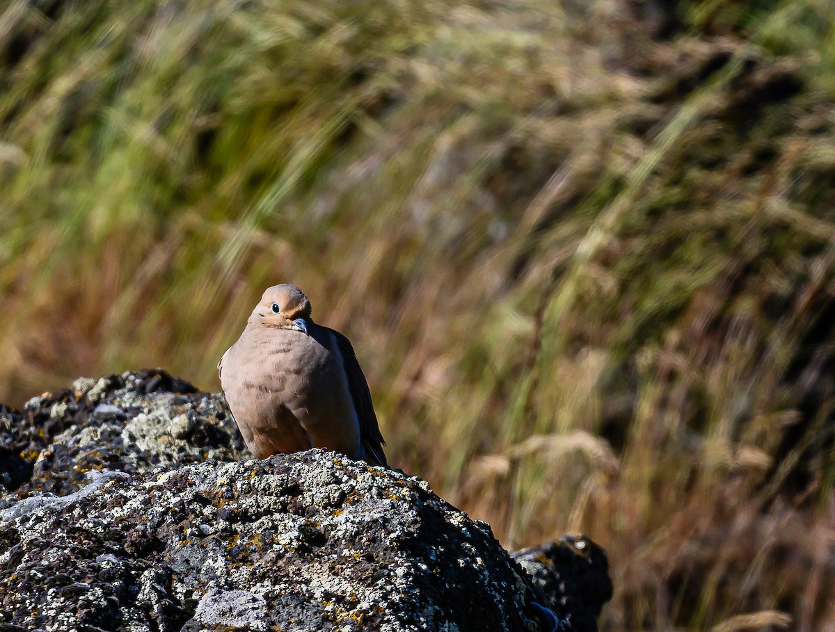 Mourning Dove - Ken Miracle