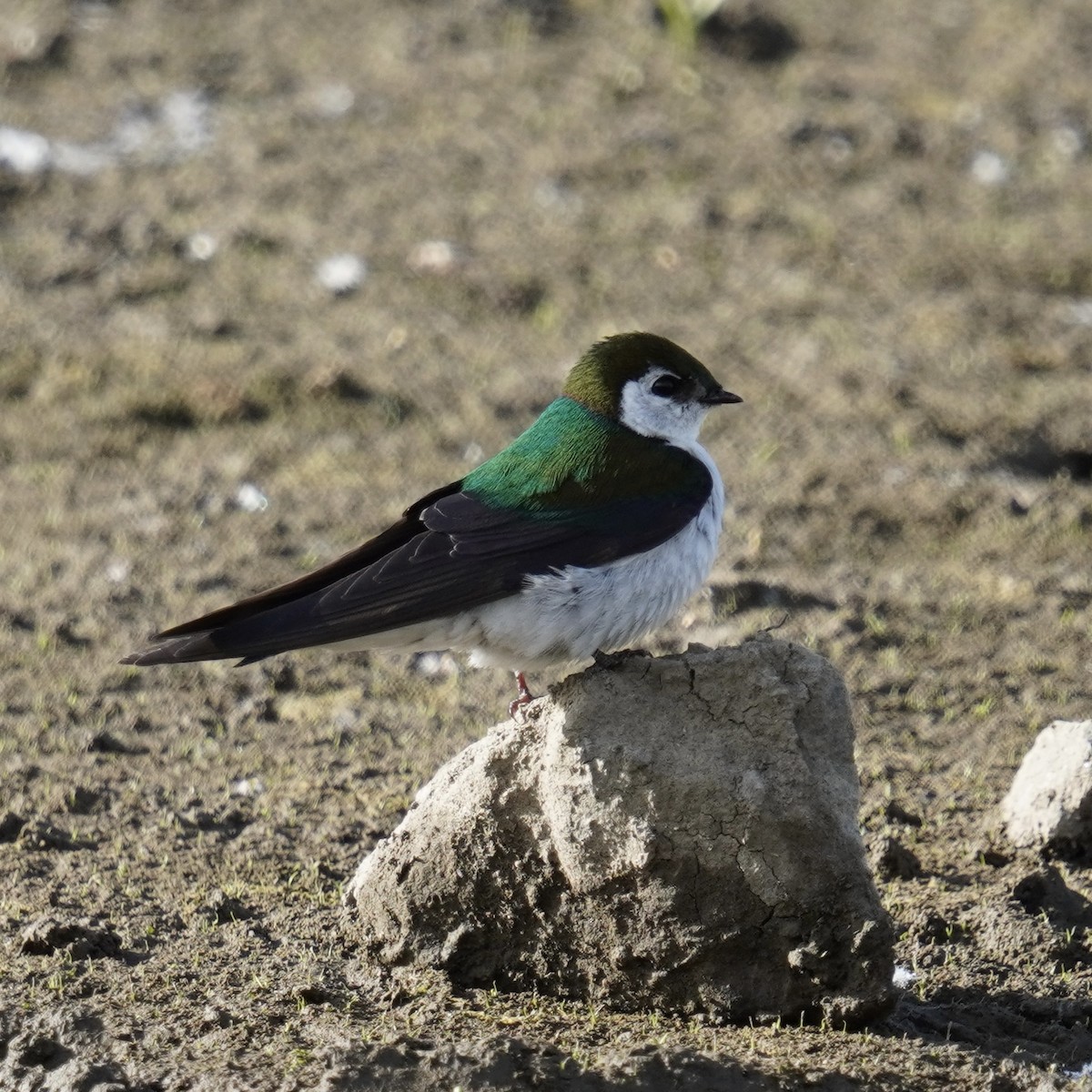 Violet-green Swallow - Matthew Mottern