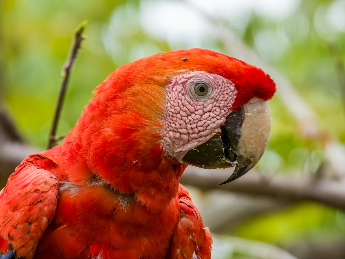 Scarlet Macaw - Imogen Warren