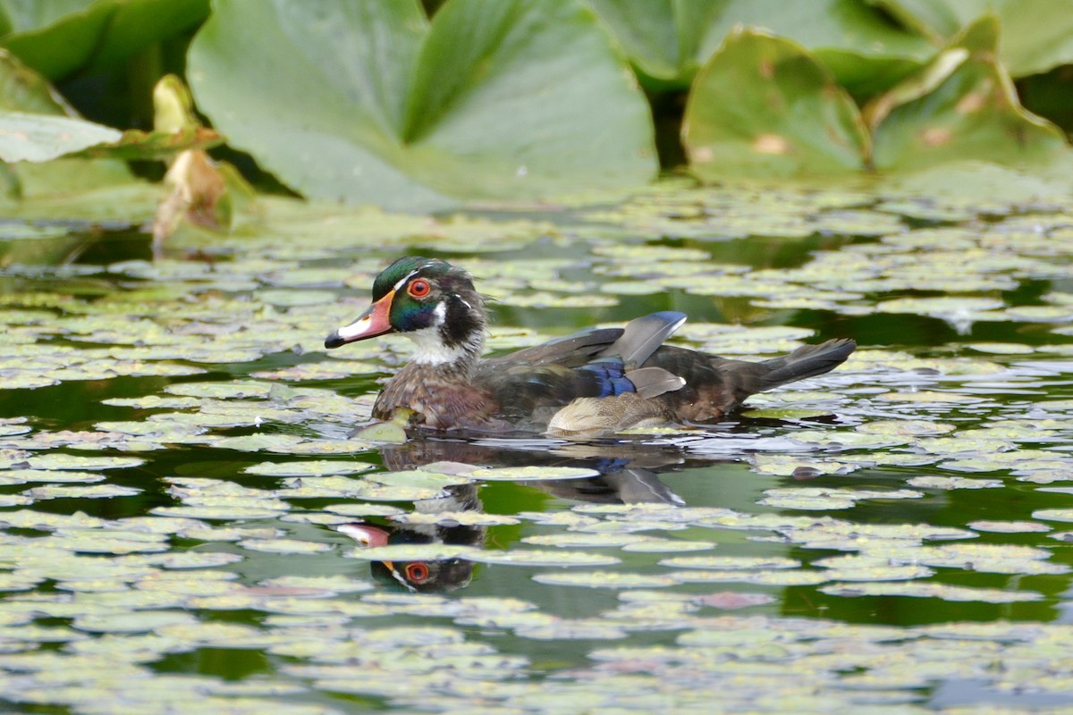 Wood Duck - lise owens