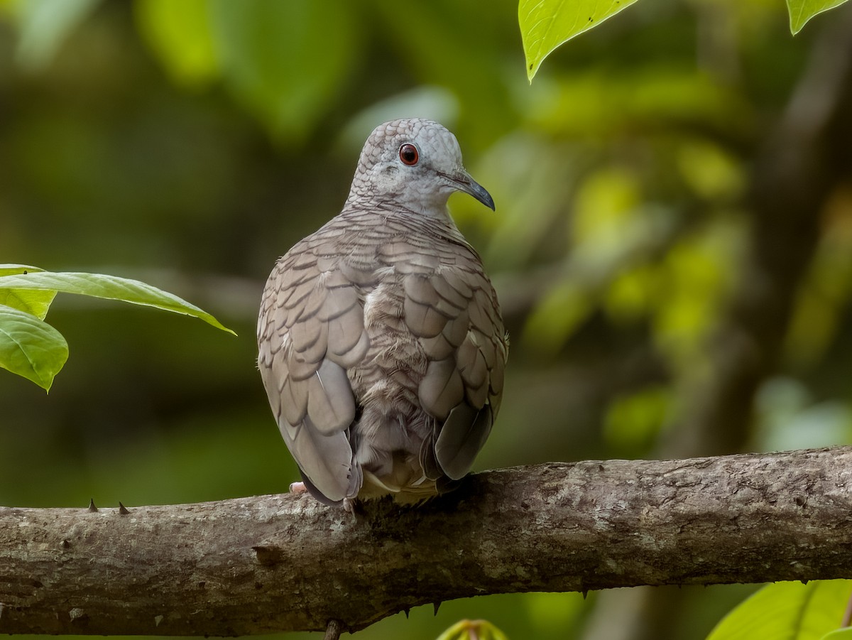 Inca Dove - ML619605684