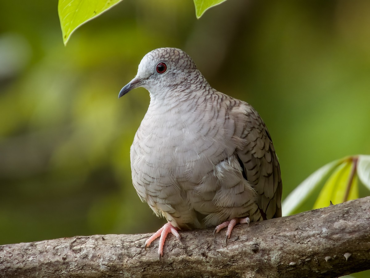 Inca Dove - ML619605688