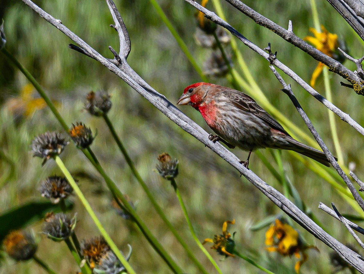 House Finch - Ken Miracle