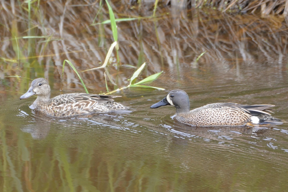 Blue-winged Teal - lise owens