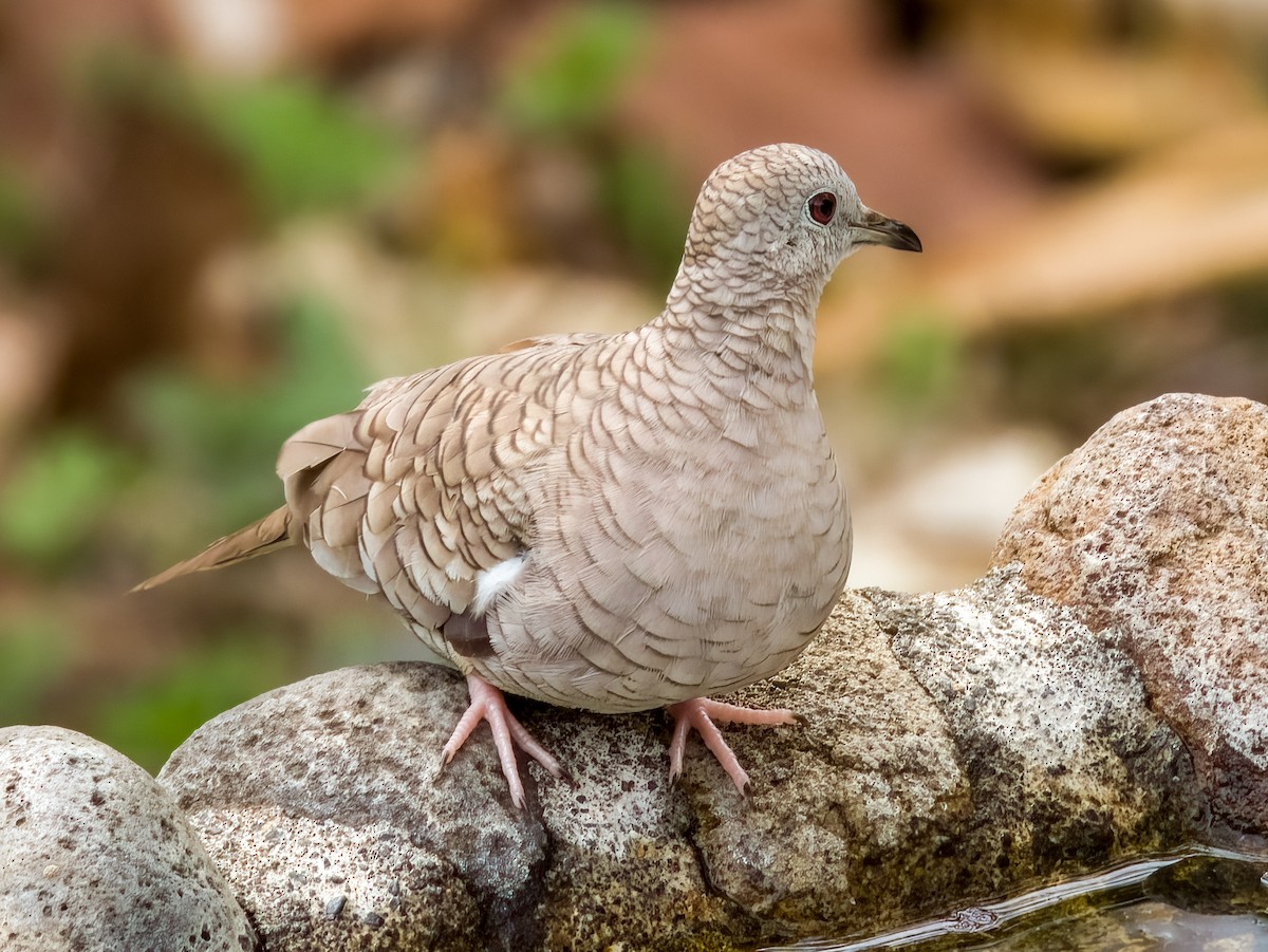 Inca Dove - ML619605698