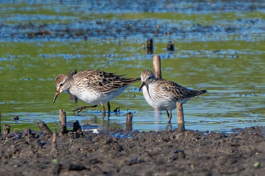 White-rumped Sandpiper - Dori Eldridge