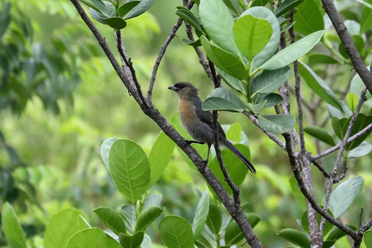 Cinnamon Tanager - Stephen Gast