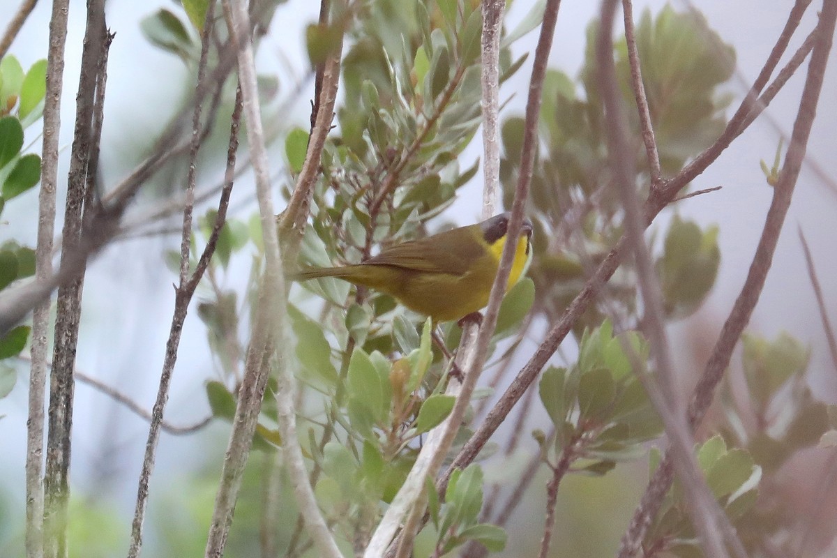 Southern Yellowthroat - Stephen Gast