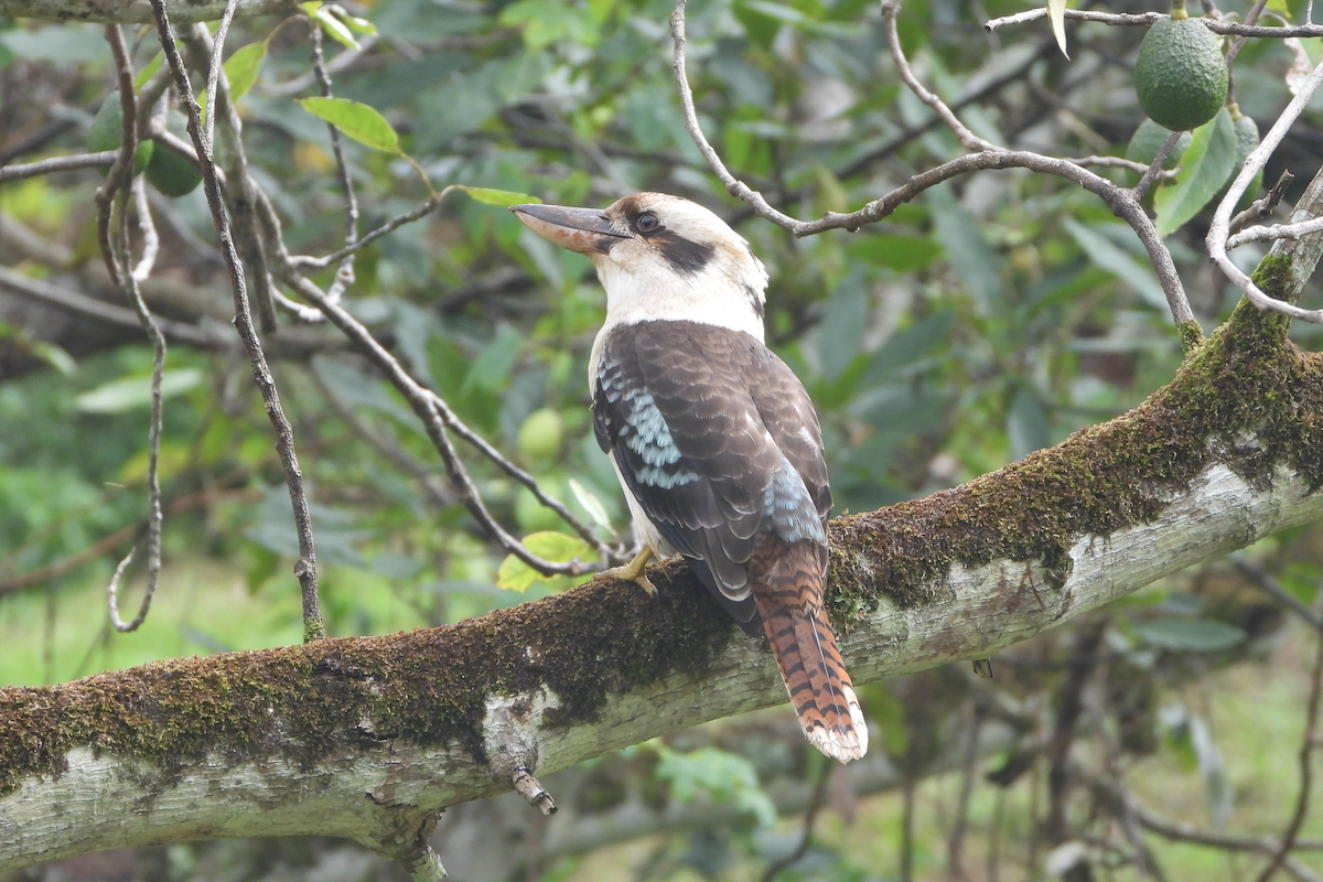 Laughing Kookaburra - Alfred McLachlan-Karr