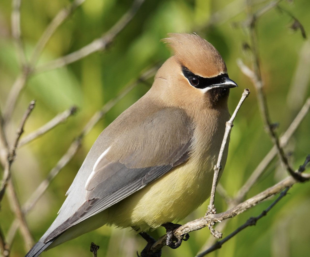 Cedar Waxwing - Matthew Mottern