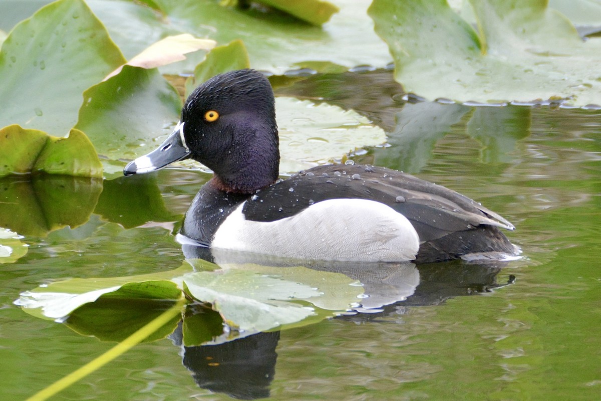 Ring-necked Duck - lise owens