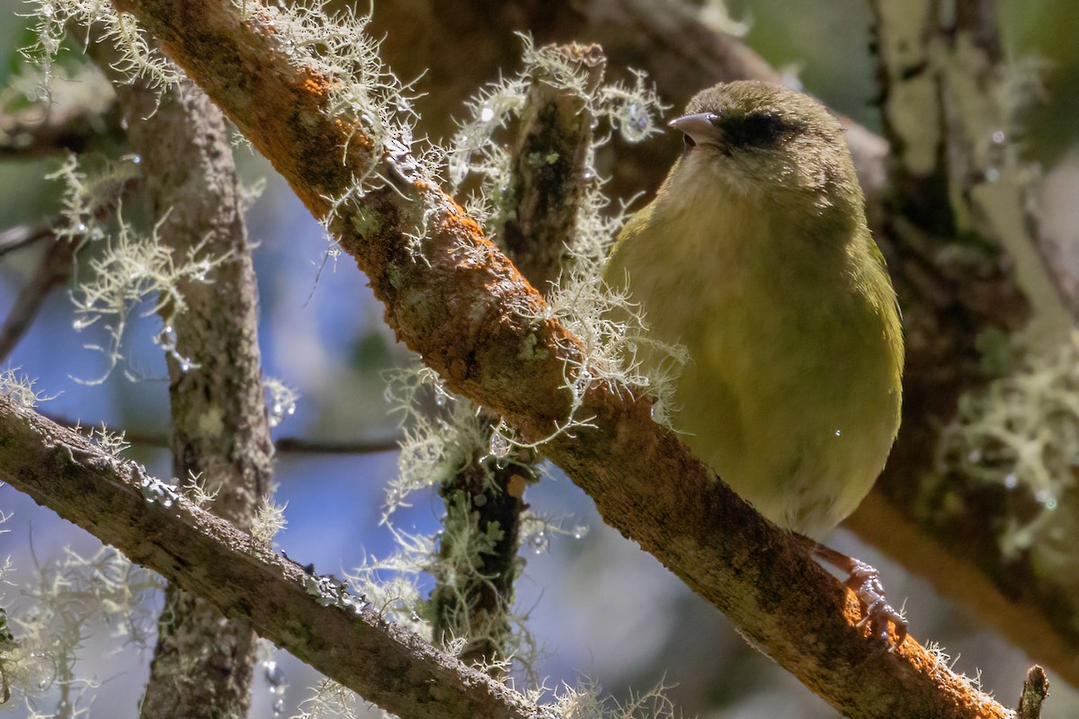 Mana-Akepakleidervogel - ML619605720