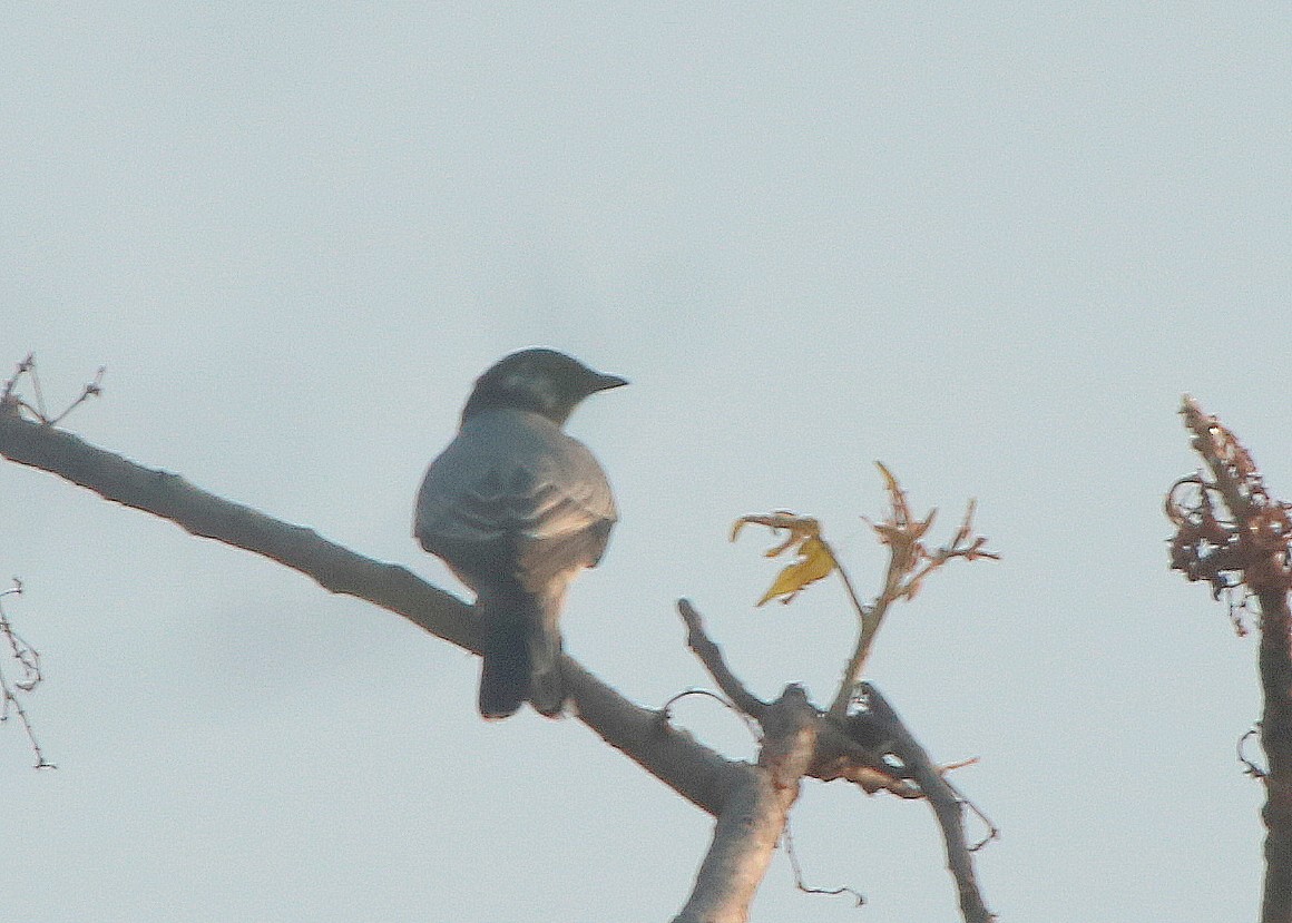 Black-headed Cuckooshrike - Jagat Flora