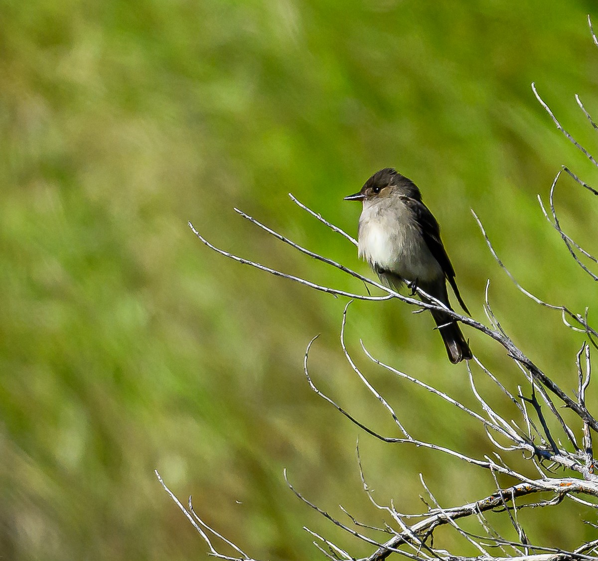 Western Wood-Pewee - Ken Miracle