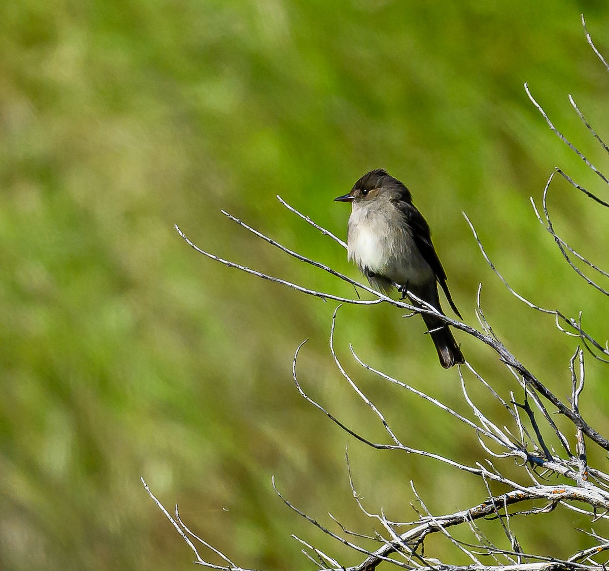 Western Wood-Pewee - ML619605727