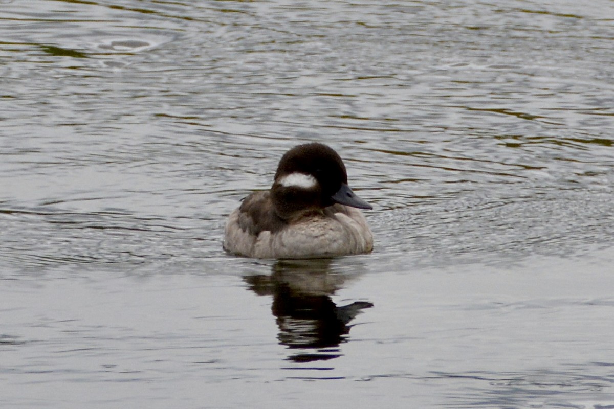 Bufflehead - lise owens