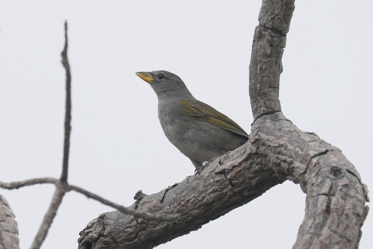 Pale-throated Pampa-Finch - Stephen Gast