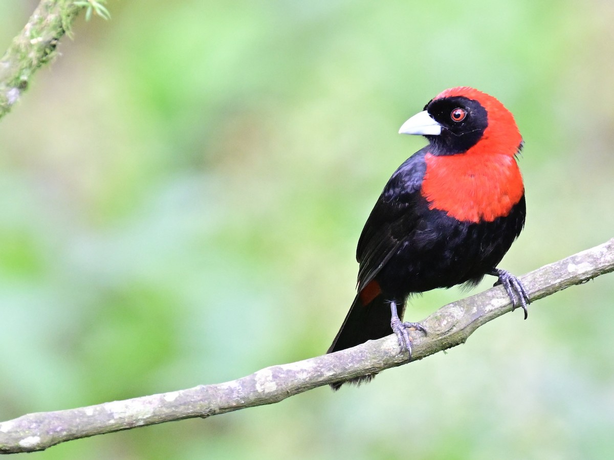 Crimson-collared Tanager - Vivian Fung