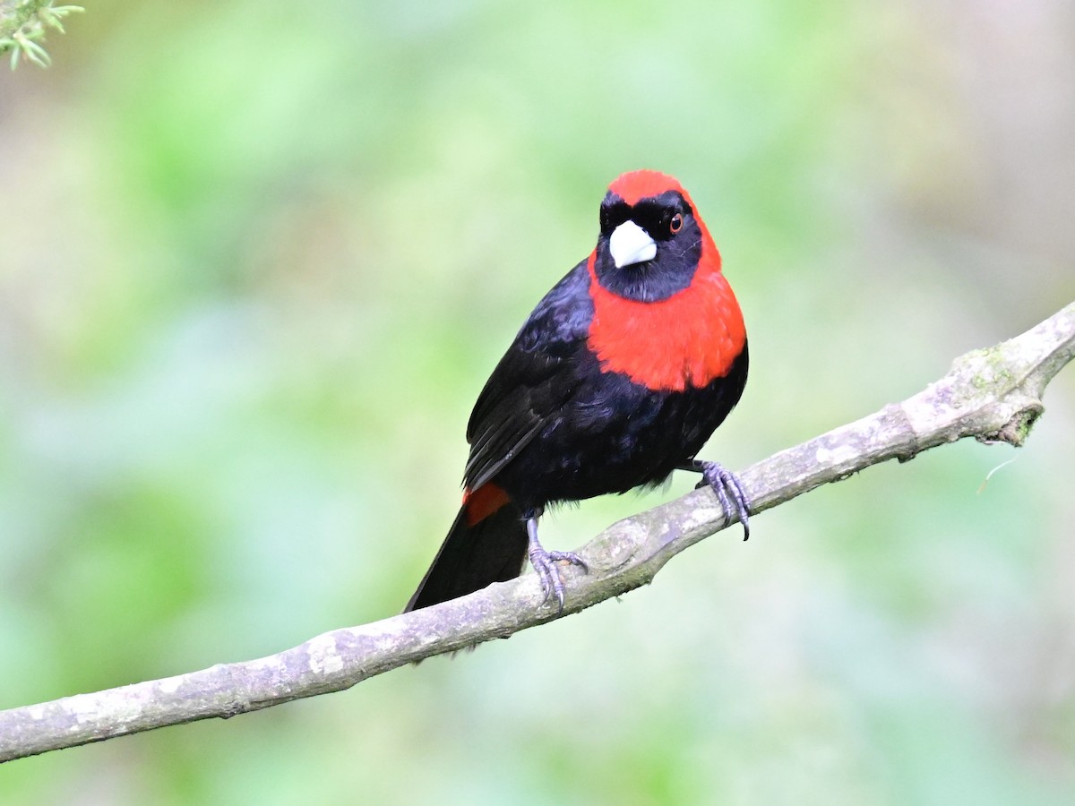 Crimson-collared Tanager - Vivian Fung