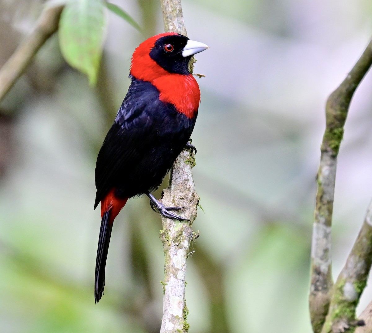 Crimson-collared Tanager - Vivian Fung