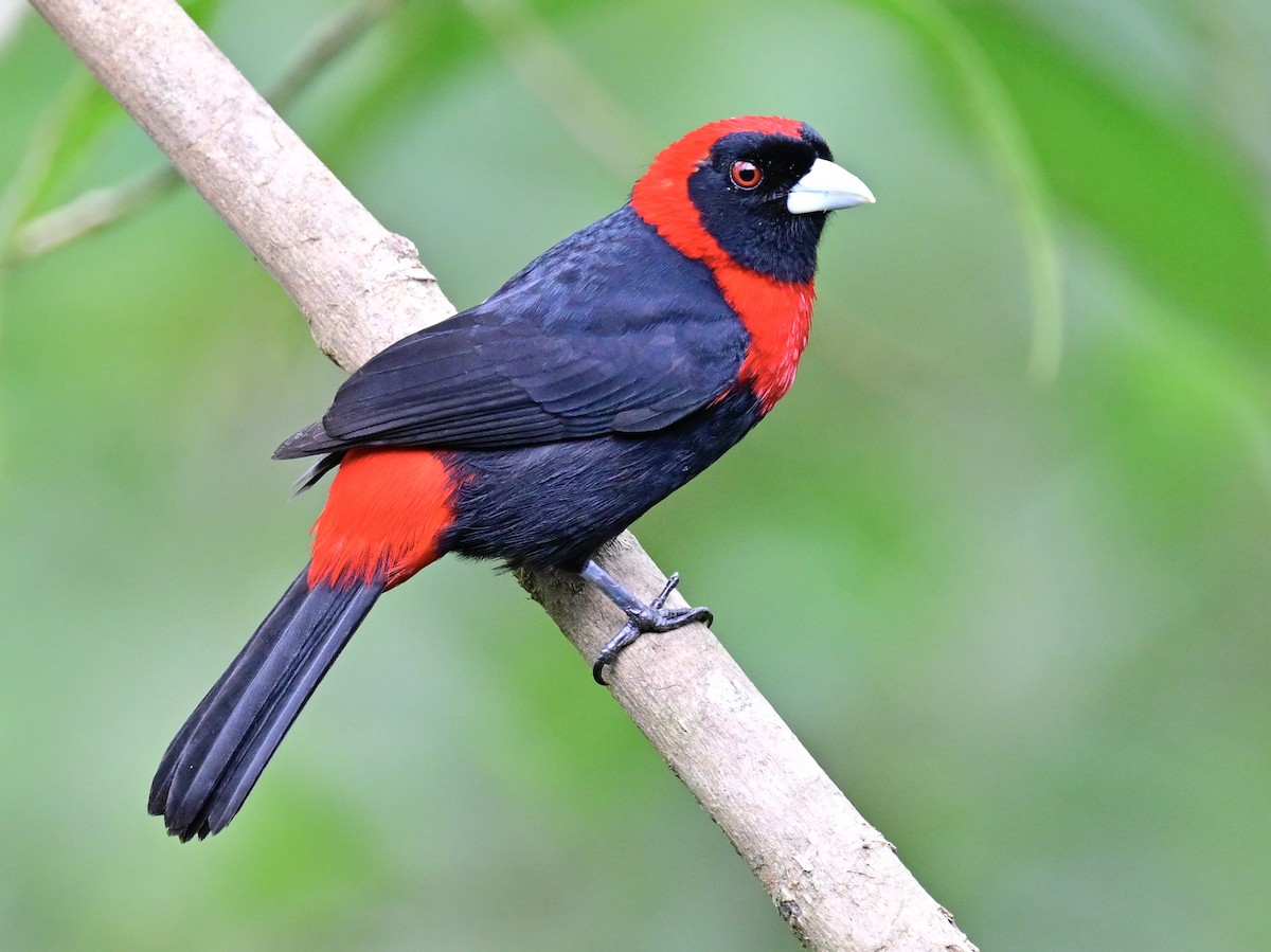 Crimson-collared Tanager - Vivian Fung