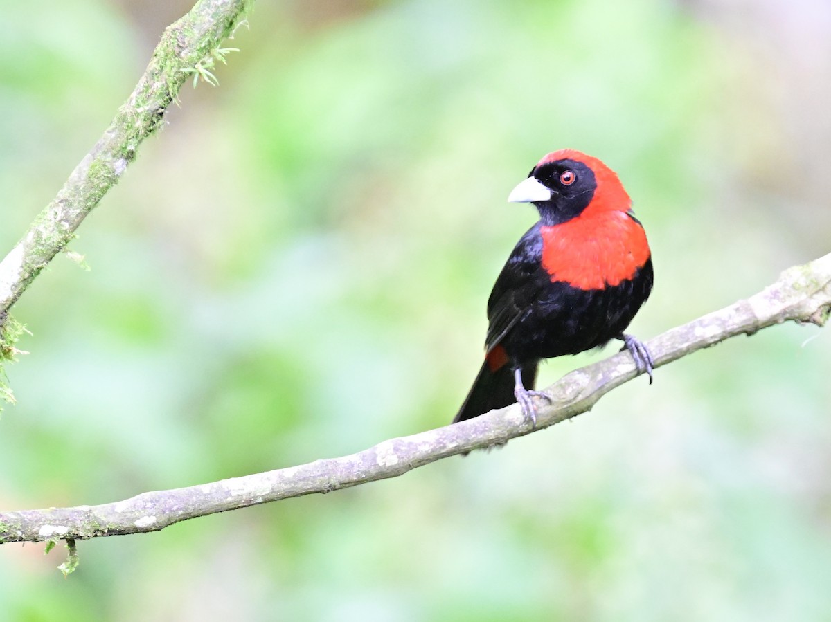 Crimson-collared Tanager - Vivian Fung