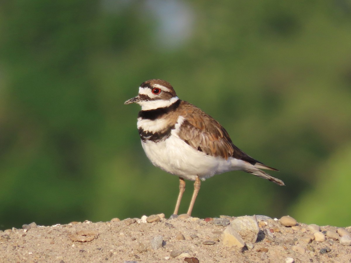 Killdeer - Randy Morgan