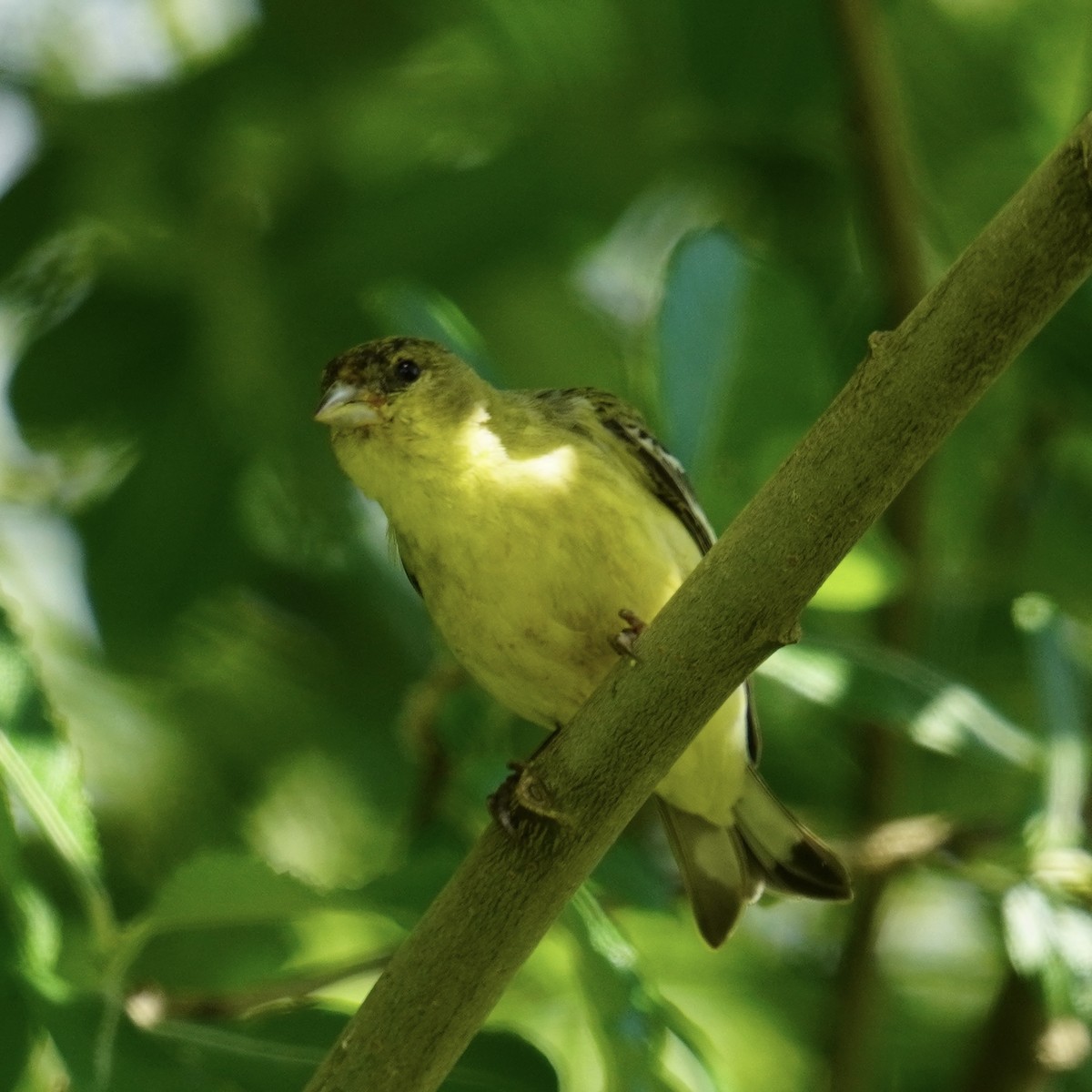 Lesser Goldfinch - Matthew Mottern
