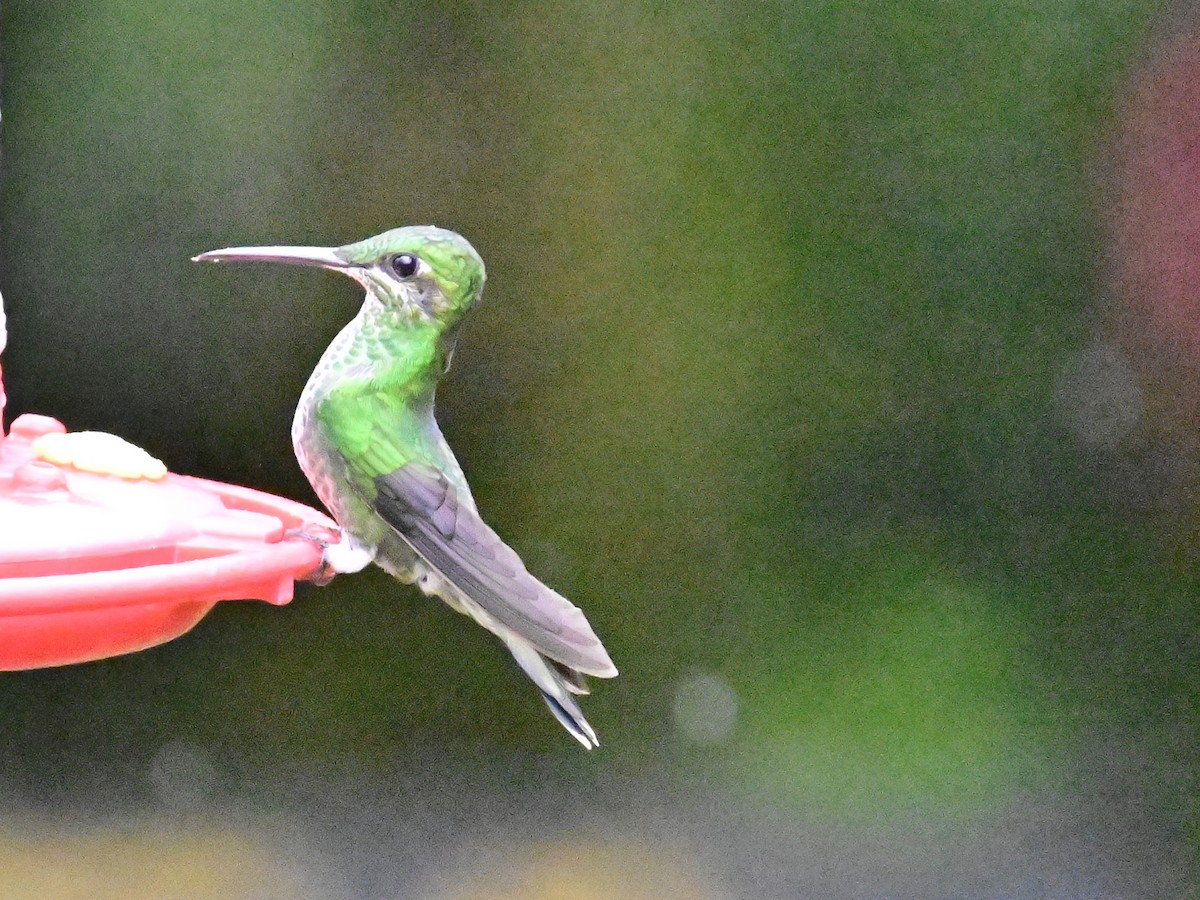 Green-crowned Brilliant - ML619605746
