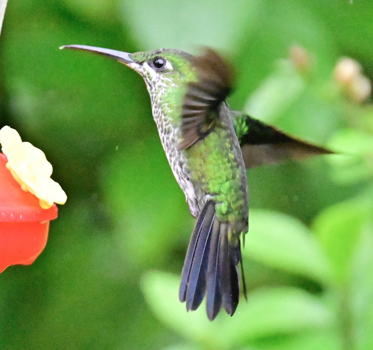 kolibřík subtropický - ML619605747